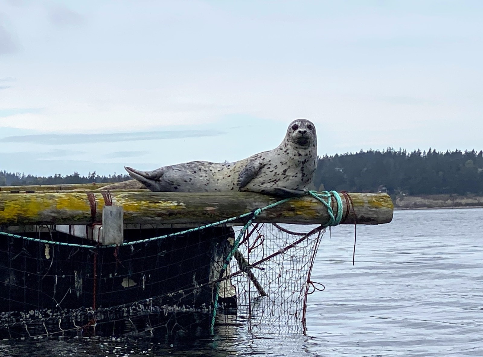 seal on dock