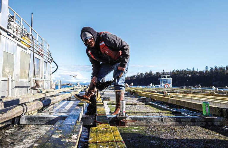 Harvester Jesse pulling up a mussel line. Photo: Hannah Corbin