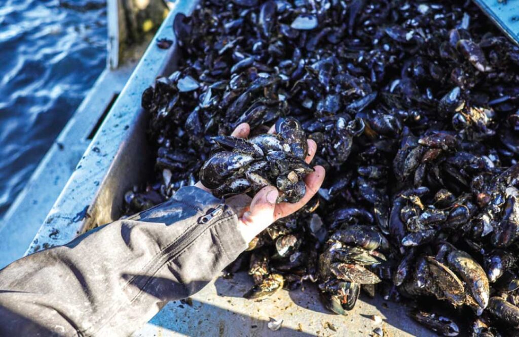 Mussels after being pulled off the line