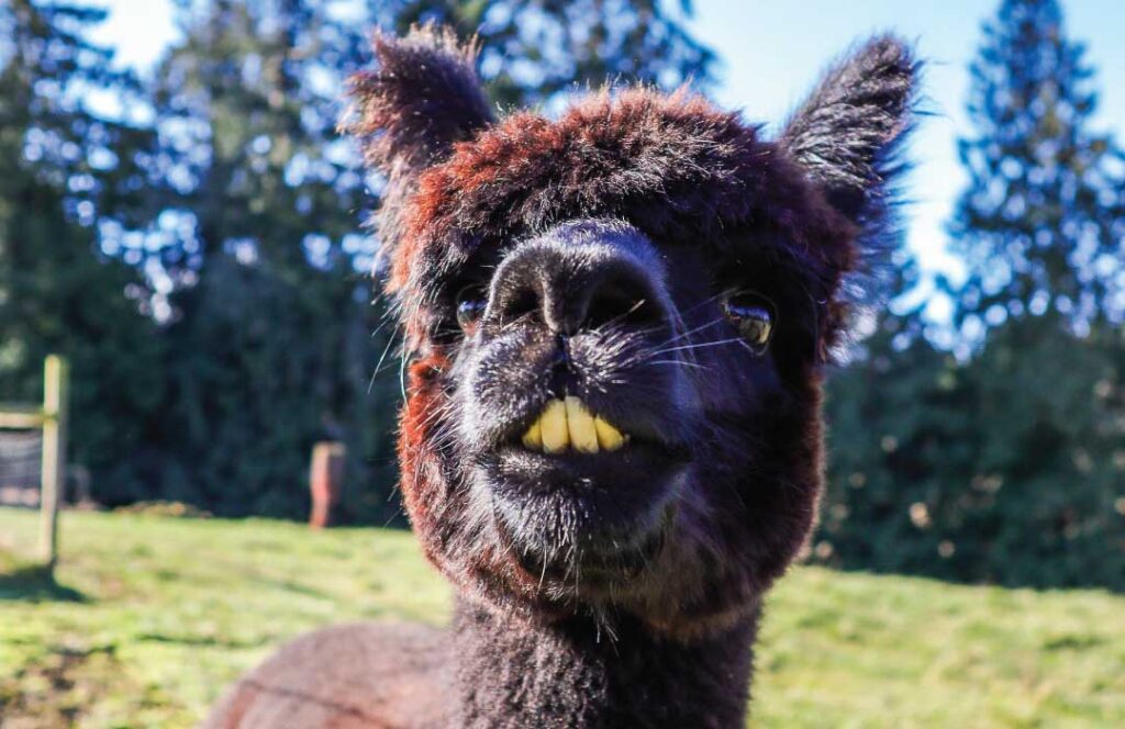 Rita and Carl’s Farm Llama. Photo: Hannah Corbin