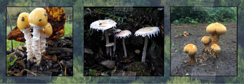 Image of 3 different wild mushrooms