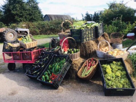 The Fresh Tastes of the Islands’ Farmers Markets and Farm Stands