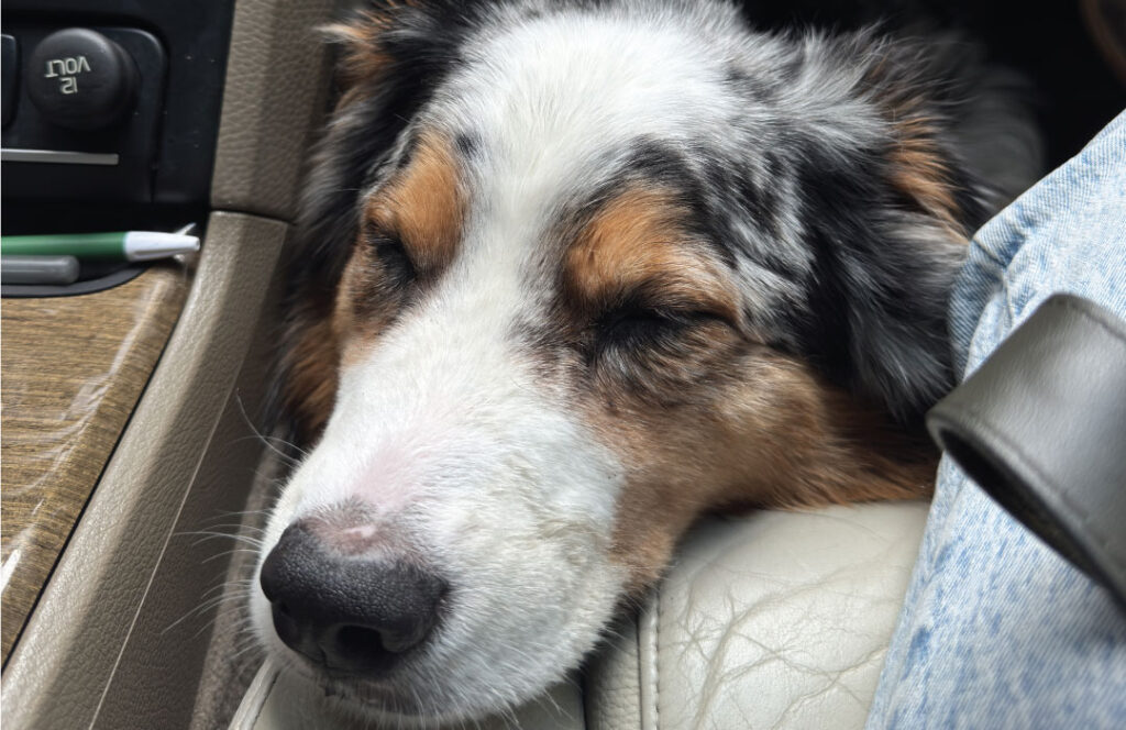 Dog-(Koda)-napping-in-a-car-photo-Melissa-Tang-Digital-use-only