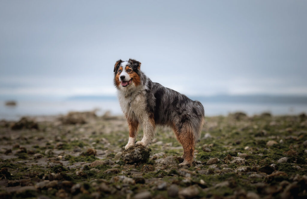 Dog-(Koda)-stand-on-the-beach-shore-line-photo-Melissa-Tang-Digital-use-only