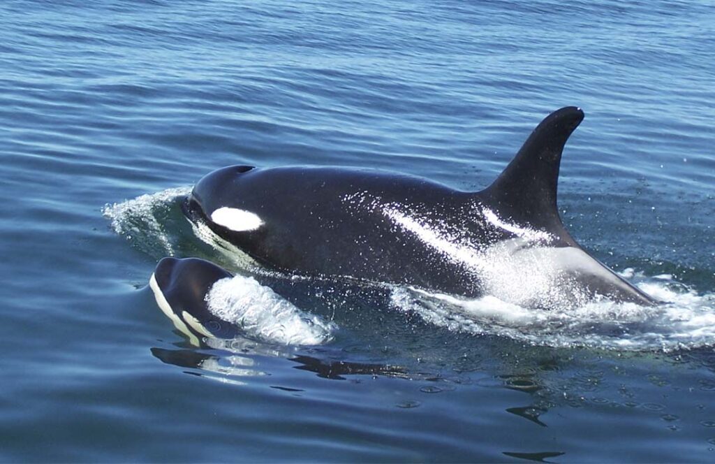 Adult and young orca near Deception Pass