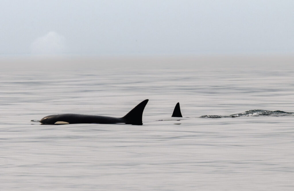 Deception Pass Tours Whale-Watching-by-Kara-Patajo-011