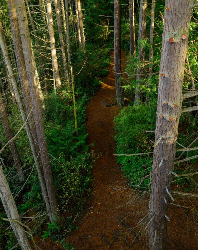 Looking down on a forest trail
