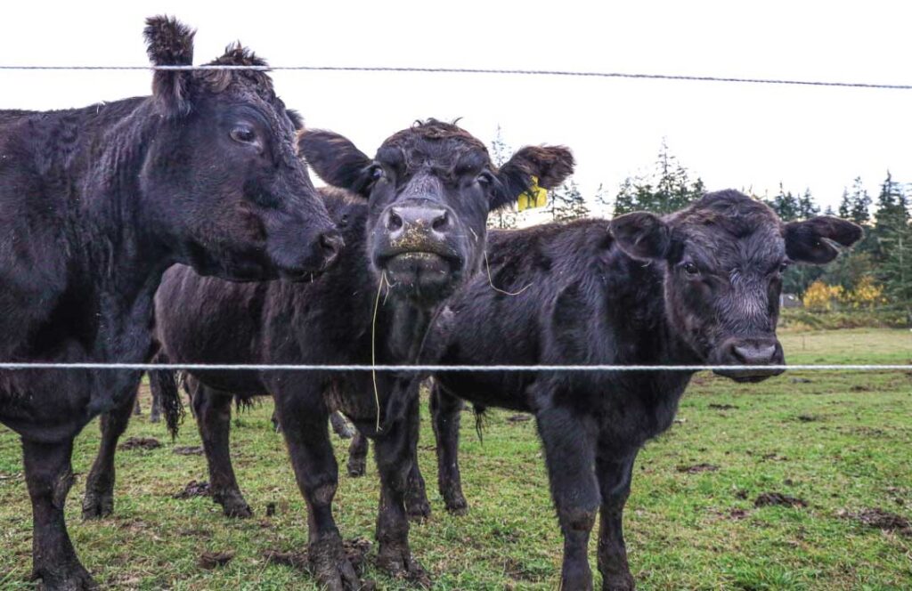 Cows at Arrowhead Ranch. Photo: Hannah Corbin