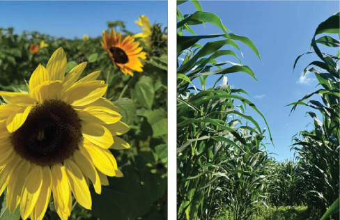 pictures of sunflowers and a cornmazwe at K & R Farm