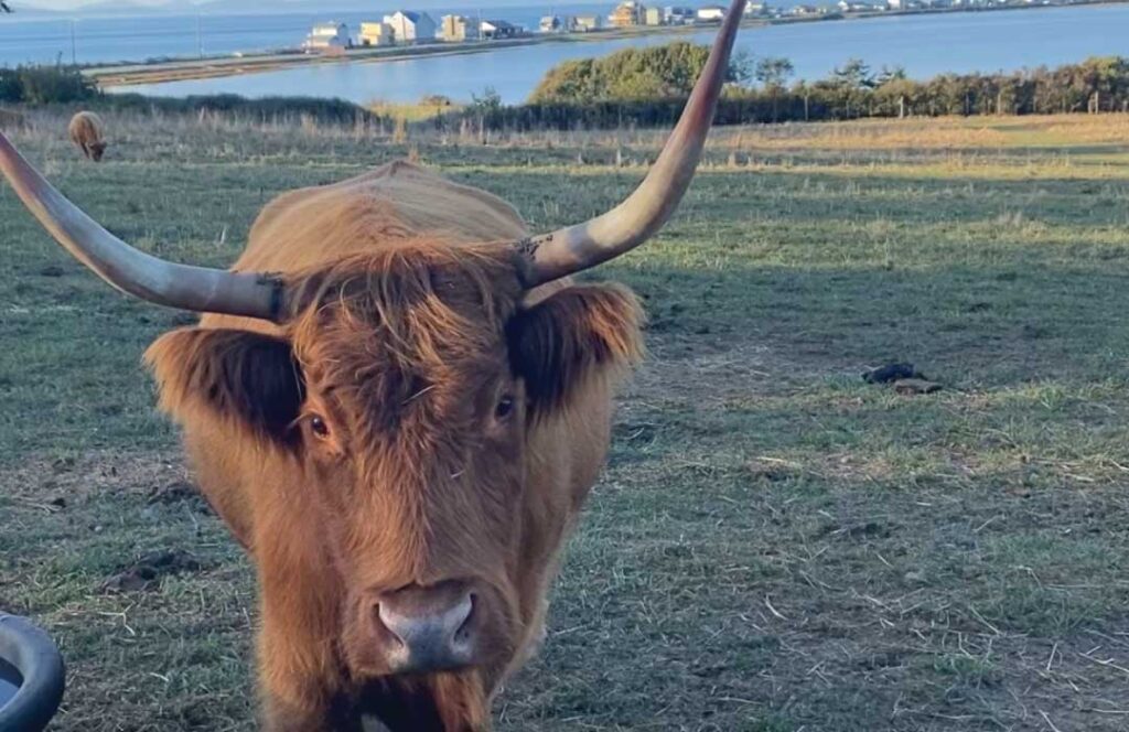 Whidbey Highland Farm Cow. Photo: Scott Rosenkranz