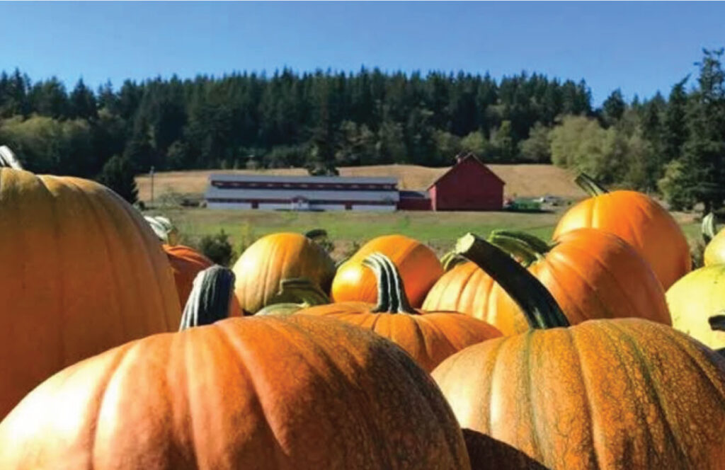 Pumpkins at Kristoferson Farm.